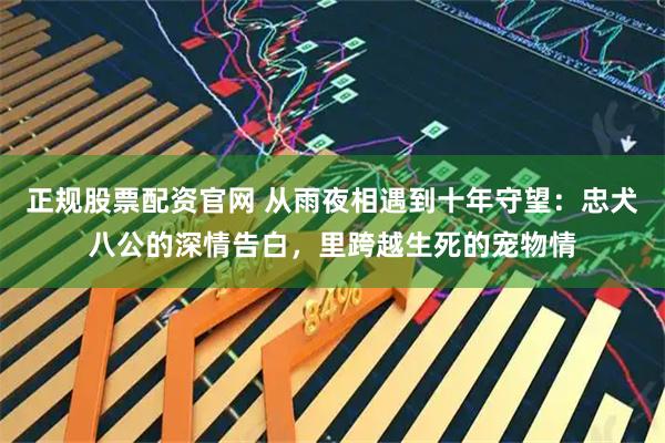 正规股票配资官网 从雨夜相遇到十年守望：忠犬八公的深情告白，里跨越生死的宠物情